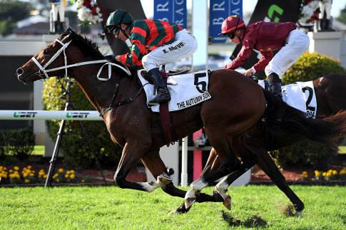 Rising star: The Autumn Sun will look to add a fourth group 1 to his resume in Saturday's Randwick Guineas.