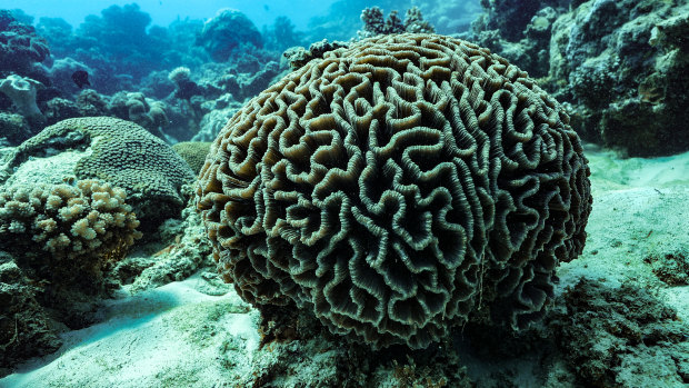 Great Barrier Reef tour operators will struggle to attract visitors to bleached corals, as happened twice in two years in 2016 and 2016, killing about half the corals.