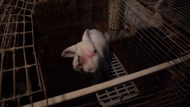 Footage from inside the Gippsland rabbit farm which has been supplied to Agriculture Victoria. 