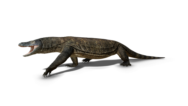 An artist's impression of Megalania, a huge goanna that lived until about 40,000 years ago.