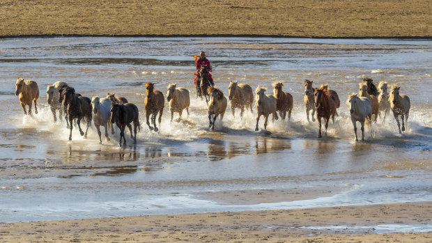 A Mongolian horseman performs horse-taming for Chinese tourists on the Wulan Butong grasslands. 