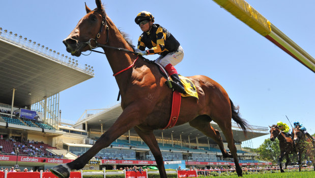 Giant steps: Craig Williams shows the field a clean pair of heels on Behemoth at Moonee Valley on Saturday.