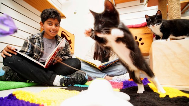 Aymen, 8, with the bookish kittens. 