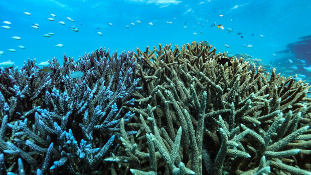 The Great Barrier Reef has already undergone severe damage due to back-to-back bleaching events caused by climate change. 
