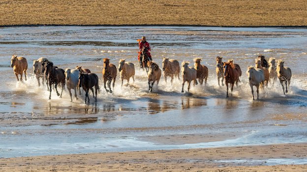 A Mongolian horseman performs horse-taming for Chinese tourists on the Wulan Butong grasslands in Inner Mongolia. 