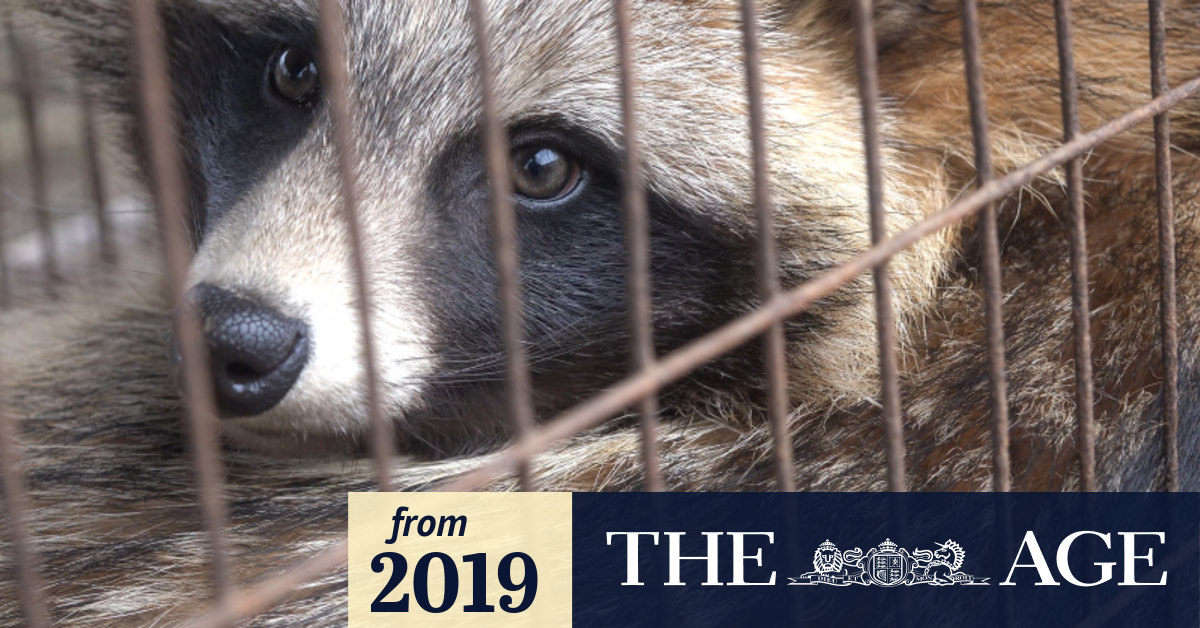 Luxury Australian brand found selling fur from often-tortured raccoon dogs