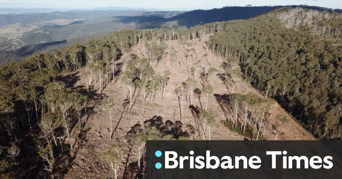 'Protection zones' for endangered greater glider possums already logged, environment groups say - Vimarsana News
