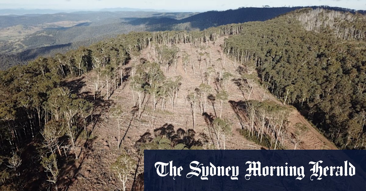 'Protection zones' for endangered greater glider possums already logged, environment groups say - Vimarsana News