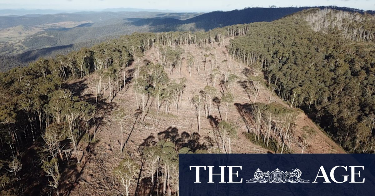'Protection zones' for endangered greater glider possums already logged, environment groups say - Vimarsana News
