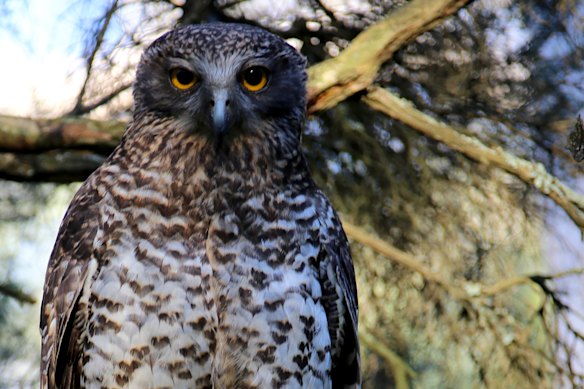 Powerful owls have been dying in large numbers after eating possums and rodents that have eaten second-generation poisons.