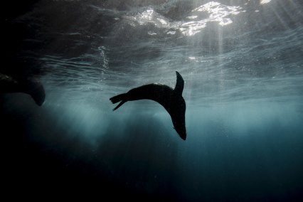 An Australian Fur Seal bend backwards at the base of the cliffs under the Macquarie Lighthouse in Vaucluse.