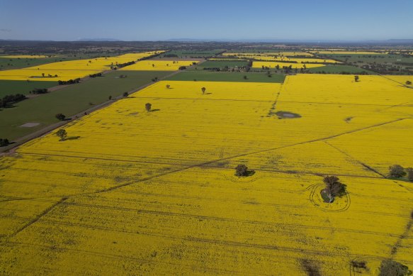 An aerial photo of Ashley Fraser’s canola crop. 