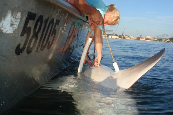 A bull shark being tagged in Sydney Harbour by the NSW Department of Primary Industries.