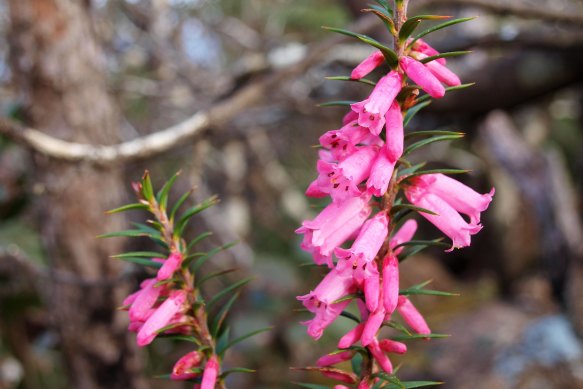 Victoria’s floral emblem is the pink common heath.