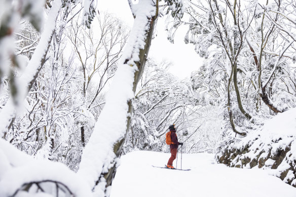 Skier Dylan Robinson admires the snow-capped trees at Mount Hotham.