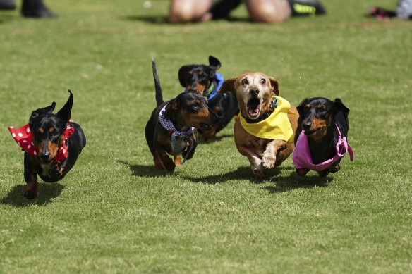 Dashing dachshunds dash for glory in Inverleigh on Sunday. 
