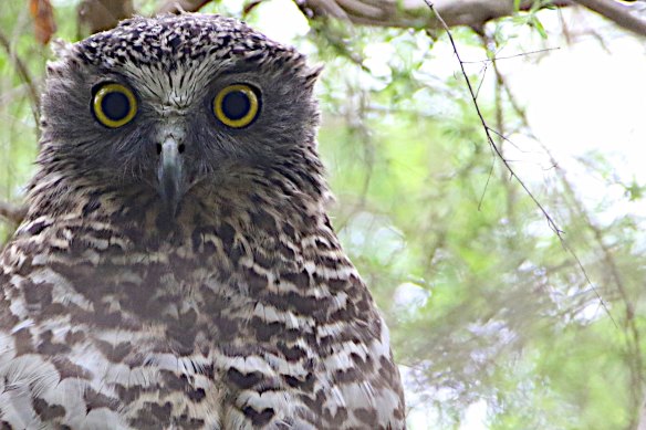 An urban powerful owl 
