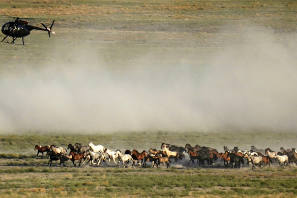 A helicopter rounding up wild horses in drought-stricken Colorado in September. 