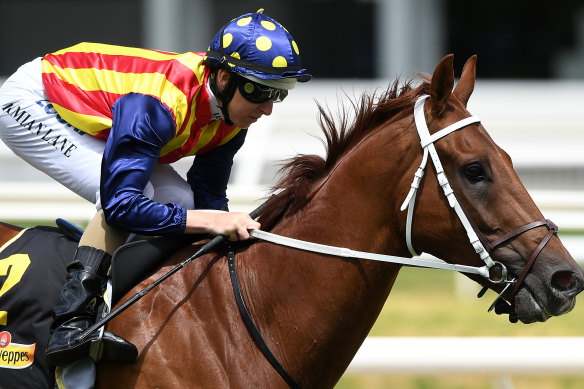 Nature Strip looks set to make the early running in Friday's group 1 Moir Stakes.