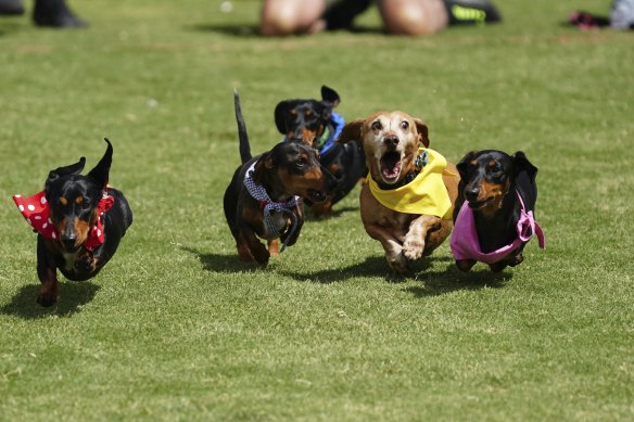 Dachshund derby hotsell