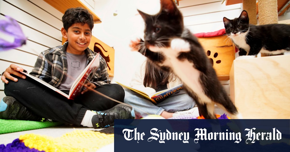 Want to lift your children’s reading skills? Get them to read to kittens