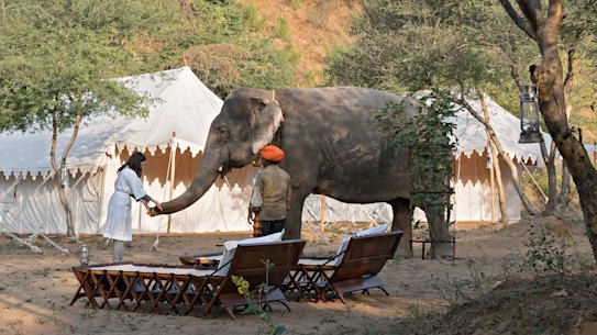 Dera Amer elephant rescue camp.