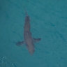 Man bitten in the leg by shark in WA’s north-west