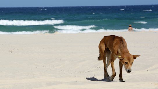 Campgrounds at Eli, Maheno, Guluri and Wahba were closed in September, and now sites at Wathumba and Teebing have been added to that list.