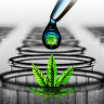 The University of Newcastle has launched an investigation into research linked to a medicinal cannabis project.