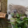 ‘Grand old’ Burke, a southern koala, dies in British zoo