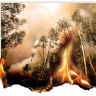 Eucalyptus trees are a fire risk around the world.