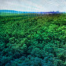 Homes v habitat: The fight to save a forest amid a population boom
