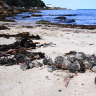 Mysterious dark spheres on Sydney beaches identified