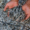 Sardines – quite the handful.