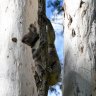 Drastic improvement to habitat mapping brings hope for koalas