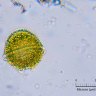 Deadly algae detected in popular NSW river