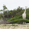 Rare white giraffes found dead in Kenya, most likely killed by poachers
