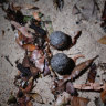 Mysterious black grime balls wash up on popular Sydney beach