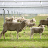 ‘It’s beneficial for the sheep’: The surprising ‘win-win’ for solar panels on farms