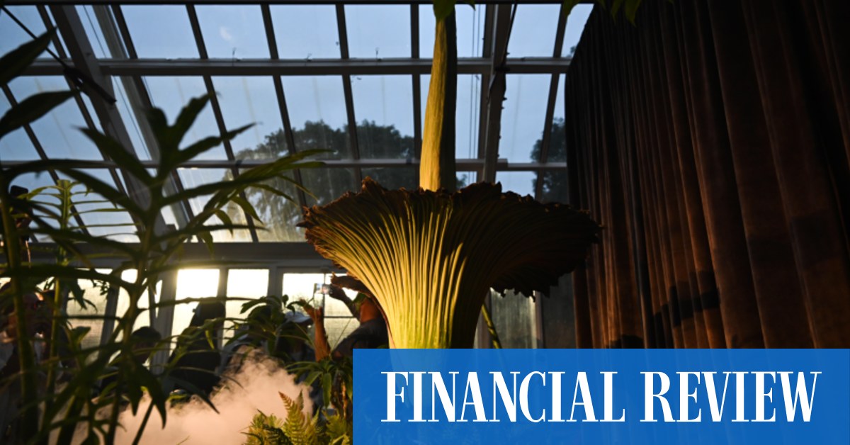 Corpse flower ‘Putricia’ begins blooming at Sydney’s Royal Botanic Garden
