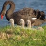 Three swans killed in another ‘very distressing’ off-leash dog attack