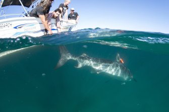 Researchers release a tagged tiger shark with a video camera attached to its dorsal fin at Ningaloo Reef.