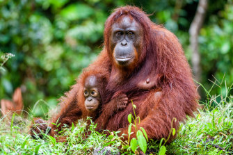 An orangutan with a cub in Borneo, one of its few remaining natural habitats.