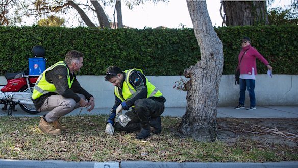 Microbiologist Tim Stinear (at left) and Buruli bug PhD student Andrew Buultjens collecting possum poo. 