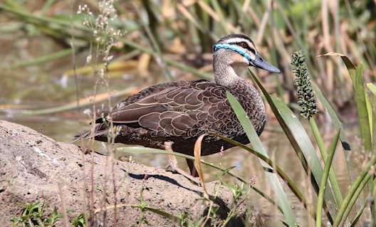 This duck was saved by Melbourne Zoo's crack team of rescuers.