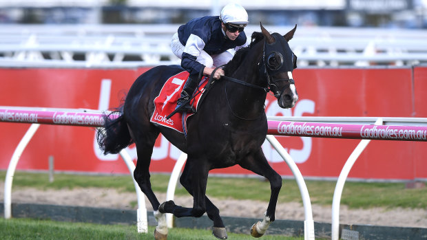 The punters are staying with Yucatan in the Melbourne Cup despite the favorite's outside barrier.