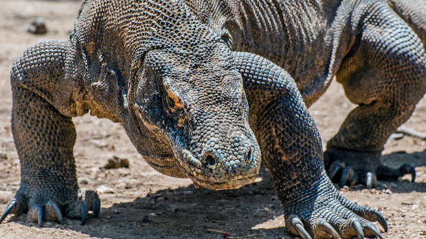 In demand: The Komodo dragon.