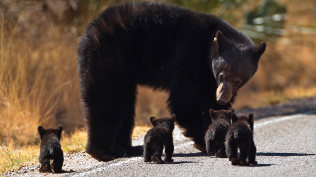 A female black bear and her cubs.
