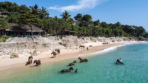 On the Indonesian island of Sumba, horses play an intrinsic role in daily life.  