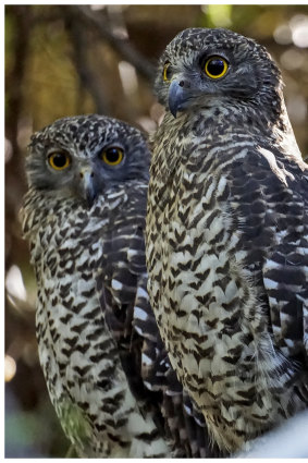 Powerful owls need old-growth tree hollows to nest in. 